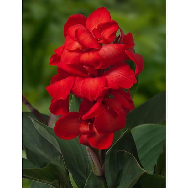 Unbranded Happy Carmen PBR Cannasol Compact Canna Top Material (5-Bareroots)
