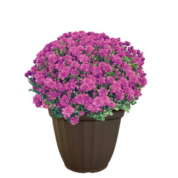 11.5 in. Chrysanthemum (Mum) Plant in A Decorative Pot with Purple Flowers 6117 The Home Depot