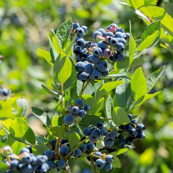 national PLANT NETWORK 2.5 qt. Sunshine Blue Blueberry Plant