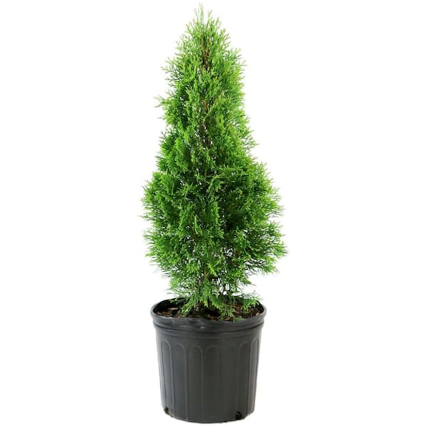 2.25 Gal. Arborvitae Emerald Green Shrub