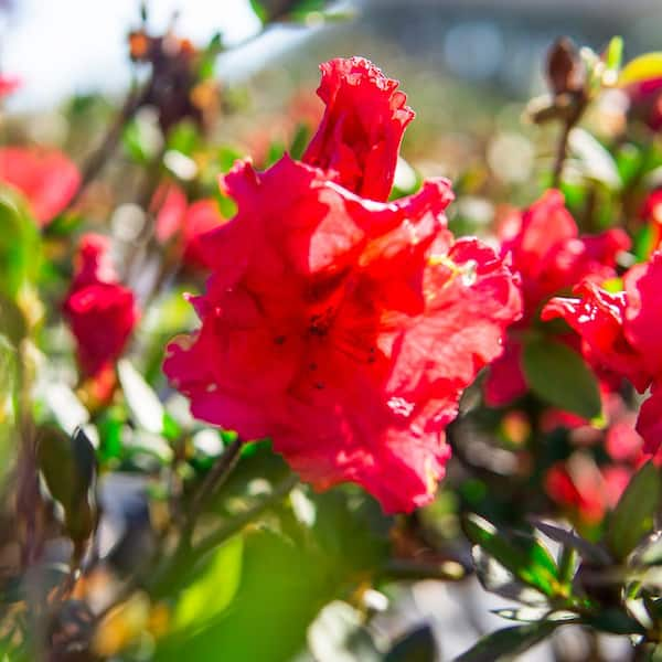 Red Ruffles Azalea, Azalea x 'Red Ruffles' (Rutherfordiana hybrid)