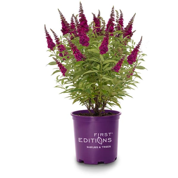 FIRST EDITIONS 3 Gal. Funky Fuchsia Butterfly Bush Flowering Shrub with Fragrant Reddish-Pink Flowers
