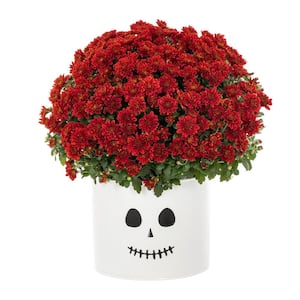 3 Qt. Live Red Chrysanthemum (Mum) Plant for Fall Porch or Patio in Decorative Ghost Tin (1-Pack)