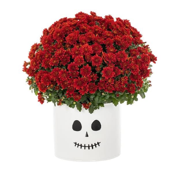 Vigoro 3 Qt. Live Red Chrysanthemum (Mum) Plant for Fall Porch or Patio in Decorative Ghost Tin (1-Pack)