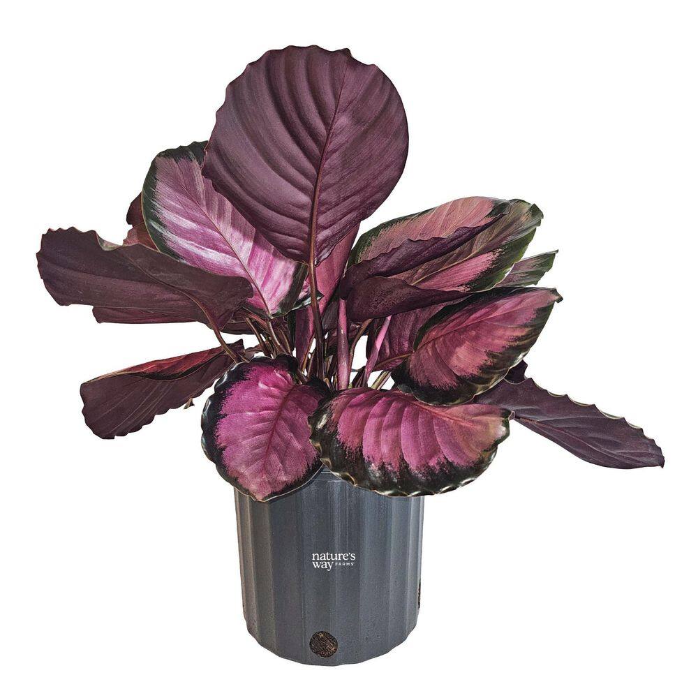 Calathea Rosy Indoor Live Plant (25-30in Tall) in Grower Pot price history on PriceWatchPro