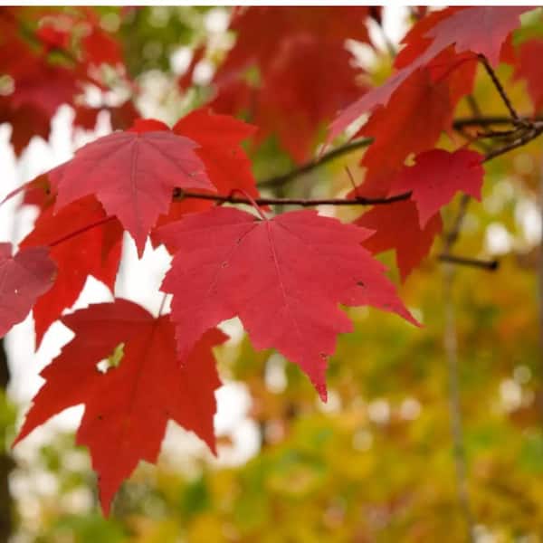 7 Gal. Red Maple Shade Tree