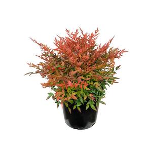 1 Gal. Gulf Stream Heavenly Bamboo Flowering Shrub With Long White Flowers and Multi-Colored Rich Red Foliage (2-Pack)