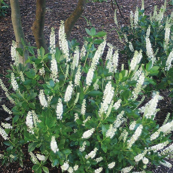 1 Gal. Pot, Hummingbird White Flowering Summersweet Bush Potted Shrub (1-Pack)