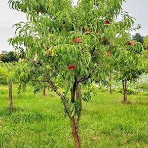 7 Gal. Contender Peach Tree