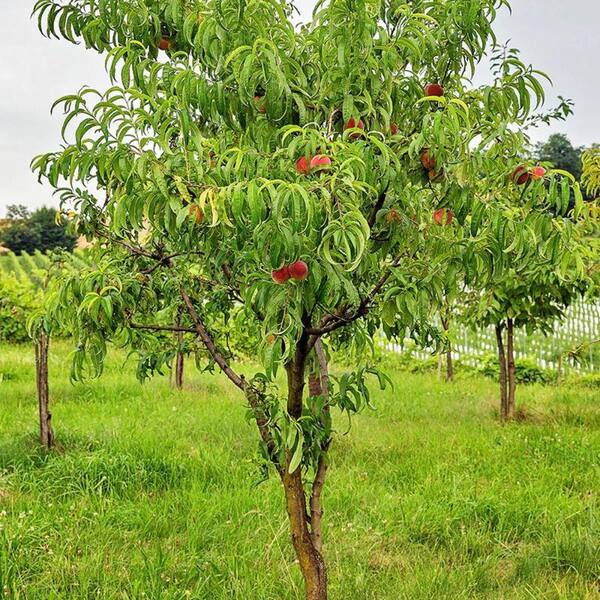 7 Gal. Sentinel Peach Tree PCHSEN07G - The Home Depot