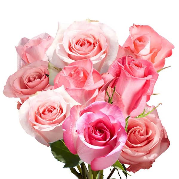Globalrose 100 Stems - Fresh Cut Pink Roses 1850500097111 - The