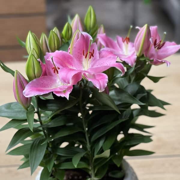 national PLANT NETWORK Lily LA Mixed Bulbs (10-Pack) HD3427 - The