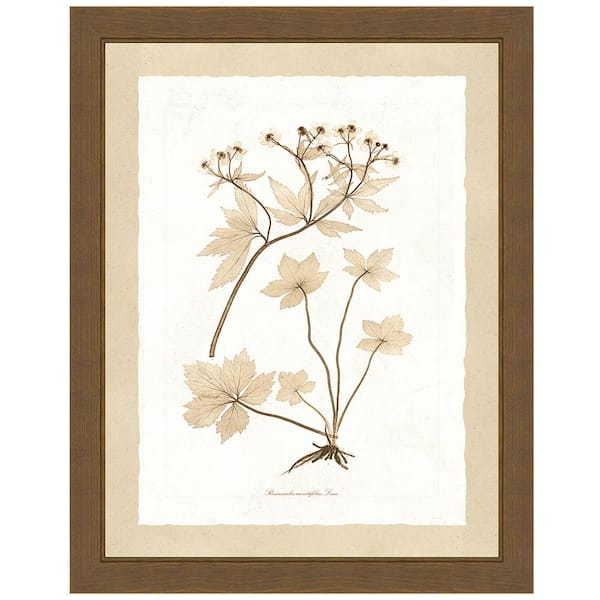 Vintage Print Gallery "Delicate Botany Herbarium IV" Framed Archival Paper Wall Art (26 in. x 32 in. in full size)