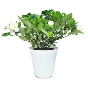 6 in. Gardenia Plant in White Pot