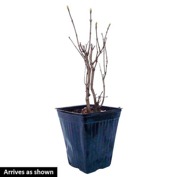 4 in. Pot, Josee Reblooming Lilac (Syringa), Live Deciduous Plant, Lavender-Pink Blooms with Green Foliage, (1-Pack)
