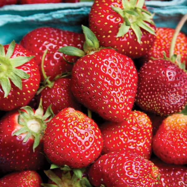 Van Zyverden Dayneutral Strawberries Seascape (Set of 20) Plant Roots