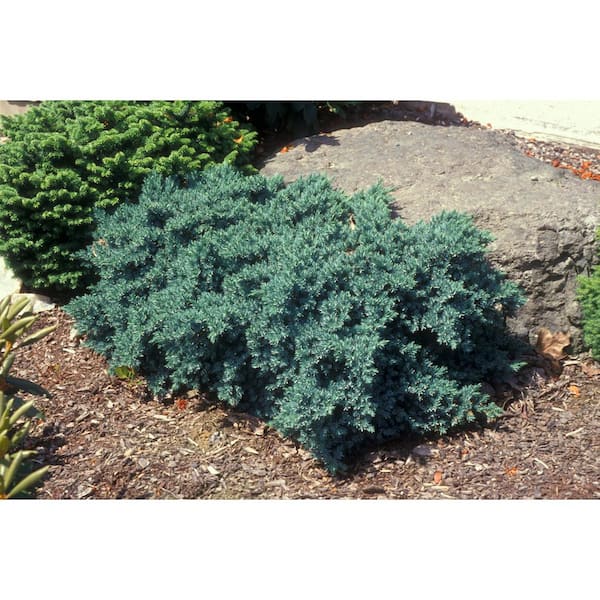 1 Gal. Blue Star Juniper Live Evergreen shrub (1-Pack)