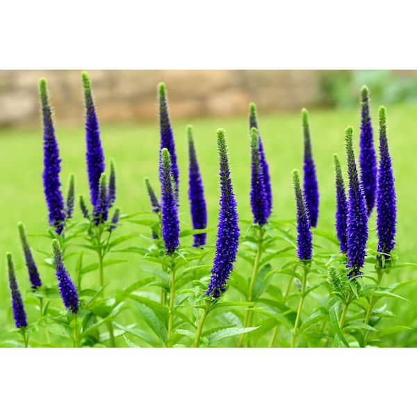 1 gal. Royal Candles Veronica Flowering Shrub (2-Pack) – Upright Spikes of Deep Purple Flowers on Compact Plants