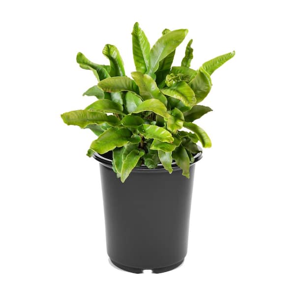 Unbranded 2.5 qt. Fern Asplenium Hart's Tongue Perennial Plant with No Flowers (1-Pack)