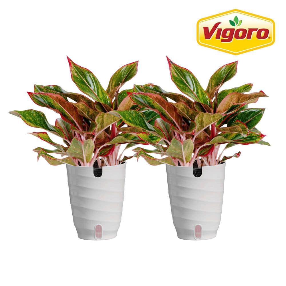 vigoro-house-plants-co-ags6-3-