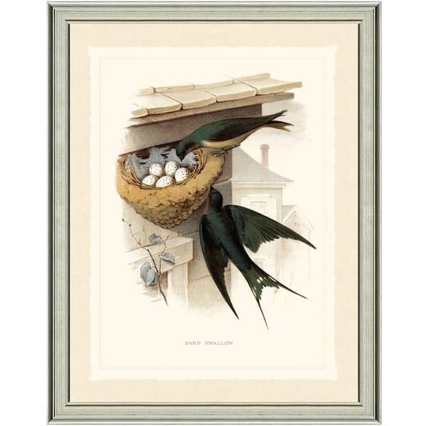 Vintage Print Gallery 22 in. x 28 in. Swallow Framed Archival Paper Wall Art