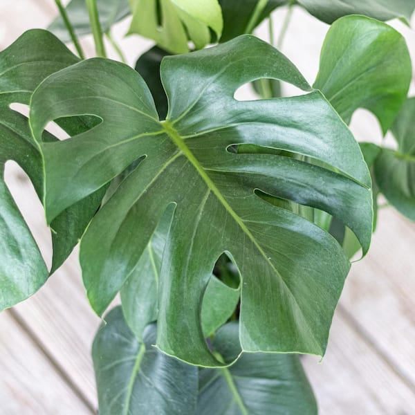 United Nursery Monstera Deliciosa Split Leaf Philodendron Swiss Cheese Plant  in 10 inch Premium Sustainable Ecopots Grey Pot MDELICIOSA10GR - The Home  Depot