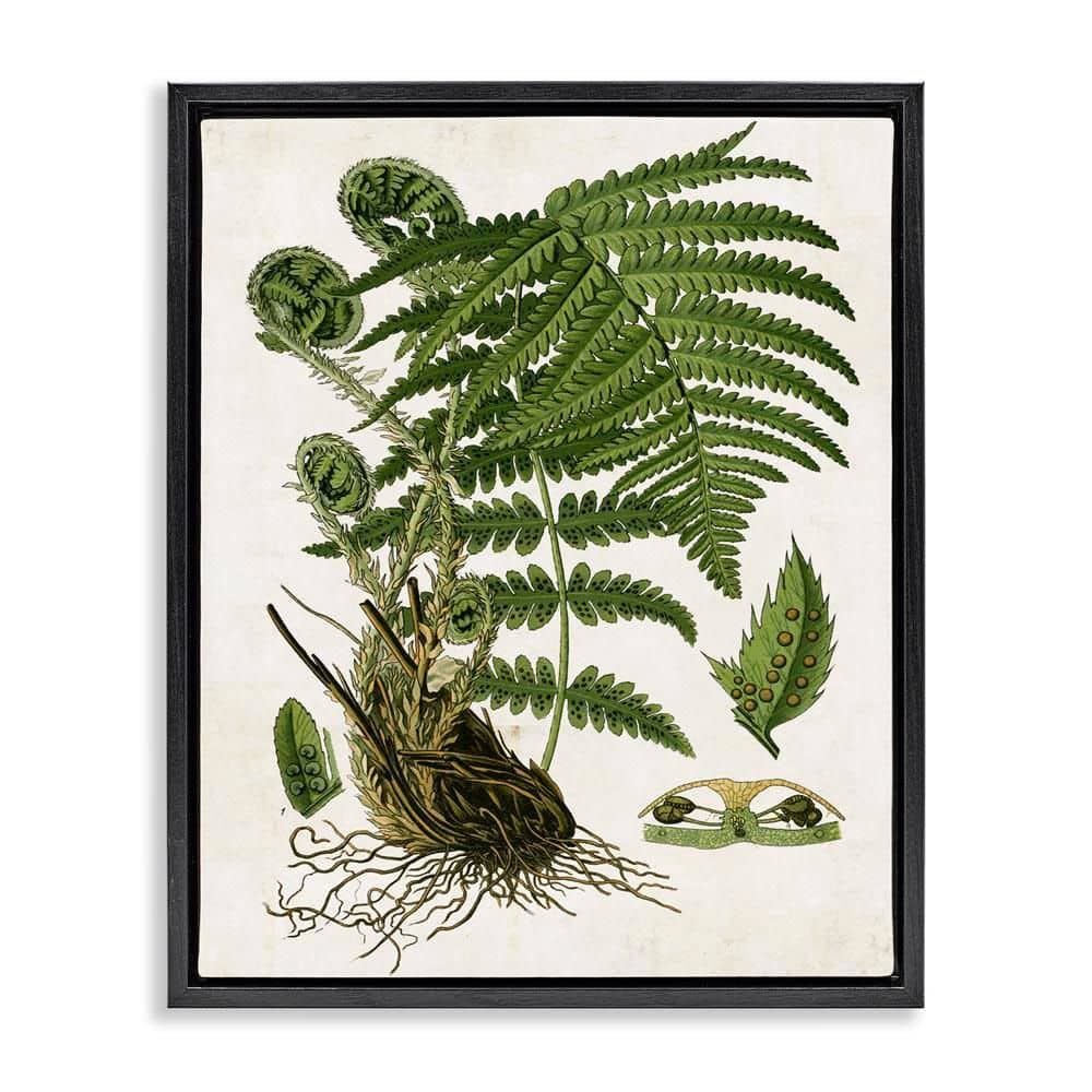 Curved Ferns Study by Susan Arnot Black Floater Frame Nature Graphic Art Print 31 in. x 25 in. price history on PriceWatchPro