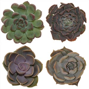 Small Assorted Echeveria Succulents in 2.5 in. Grower Pot, Avg. Shipping Height 3 in. Tall (4-Pack)