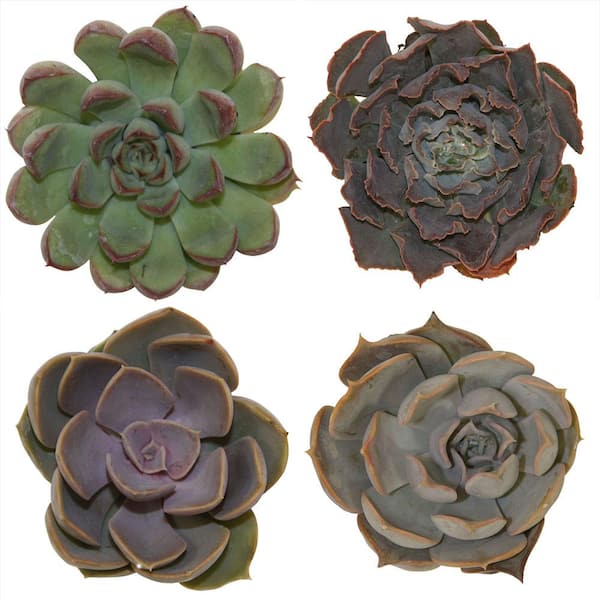 Costa Farms Small Assorted Echeveria Succulents in 2.5 in. Grower Pot, Avg. Shipping Height 3 in. Tall (4-Pack)