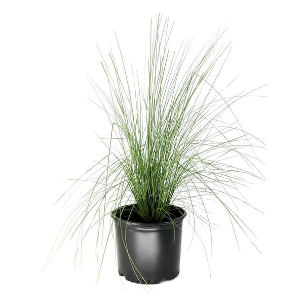 3 gal. White Cloud Muhly Grass Plant