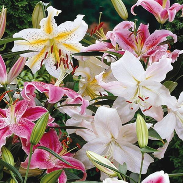 Van Bourgondien Oriental Lily Mixture Bulbs (25-Pack) 01409 - The Home ...