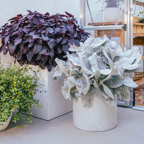 Proven Winners 4.5 in. Qt. Angel Wings Sea Cabbage (Senecio