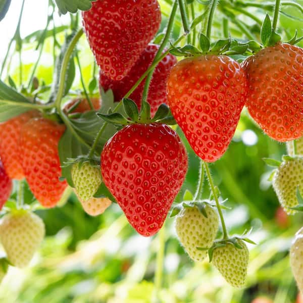 VAN ZYVERDEN Van Zyverden Patio Gardening Strawberry Quinault Kit