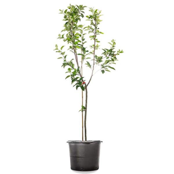 Perfect Plants 4.5 ft. Tall Red Delicious Apple Tree, Pink and White Blooms with Bright Red Fruit
