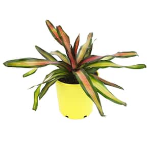 4 qt. Bromeliad Neoregelia Pimiento Tropical Perennial Outdoor Plant with Red-Burgundy Foliage in Grower Pot