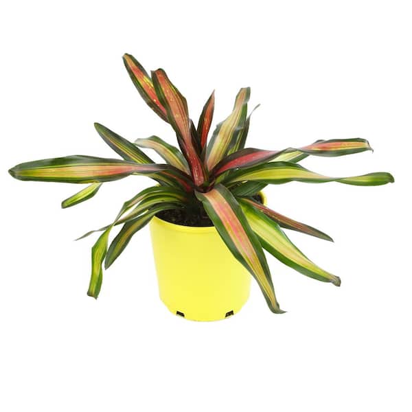ALTMAN PLANTS 4 qt. Bromeliad Neoregelia Pimiento Tropical Perennial Outdoor Plant with Red-Burgundy Foliage in Grower Pot