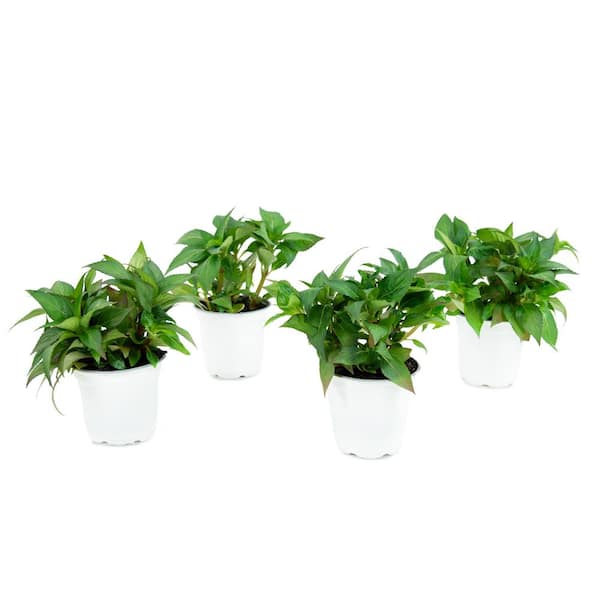 2.5 In. Compact Tropical Rose SunPatiens Impatiens Outdoor Annual Plant with Pink Flowers (6-Plants)