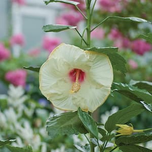 2.33 Gal. Braided Hibiscus Shrub with White Flowers