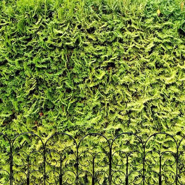 Vigoro Chelsea 16 in. H x 18 in. W Black Garden Fence 51039 - The