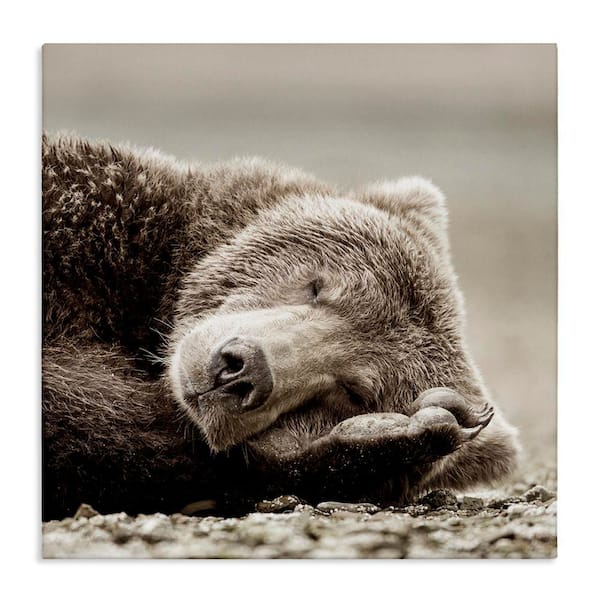 Cozy Sleeping Bear by Danita Delimont Unframed Graphic Art Print Animal 36 in. x 36 in.