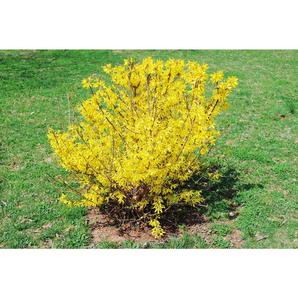 Online Orchards 1 Gal. Show Off Forsythia Shrub With Bright Honey-Yellow Flowers and Dwarfing Form