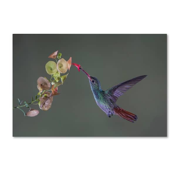 Trademark Fine Art Greg Barsh 'Stretch' Canvas Unframed Photography Wall Art 16 in. W. x 24 in