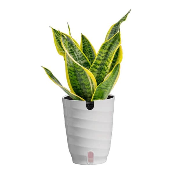 6 in. Sansevieria Snake Plant in White Plastic Deco Pot