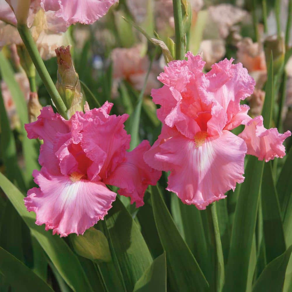 Abel PINK IRISアベル ピンクアイリス 元値約3万 格安 即購入可 VAN ZYVERDEN Bearded Iris Cherub's Smile Pink Iris germanica