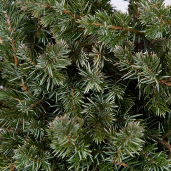 Unbranded Blue Pacific Juniper 2 1/4 in. Pots (96-Pack) - Evergreen Groundcover Plant