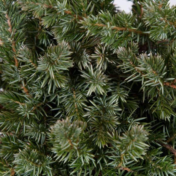 Unbranded Blue Pacific Juniper 2 1/4 in. Pots (32-Pack) - Evergreen Groundcover Plant