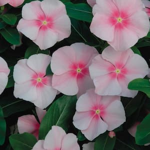 10.75 in. Pink Periwinkle Hanging Basket