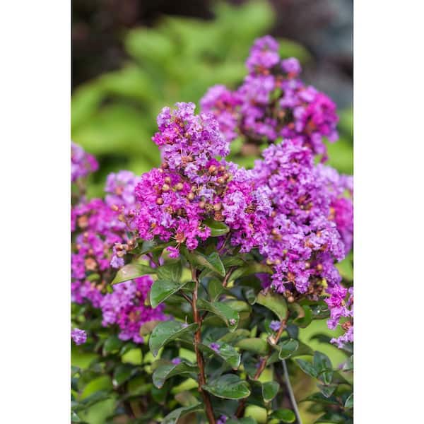 FIRST EDITIONS 3 Gal. Purple Magic Crape Myrtle Flowering Shrub with Purple Flowers