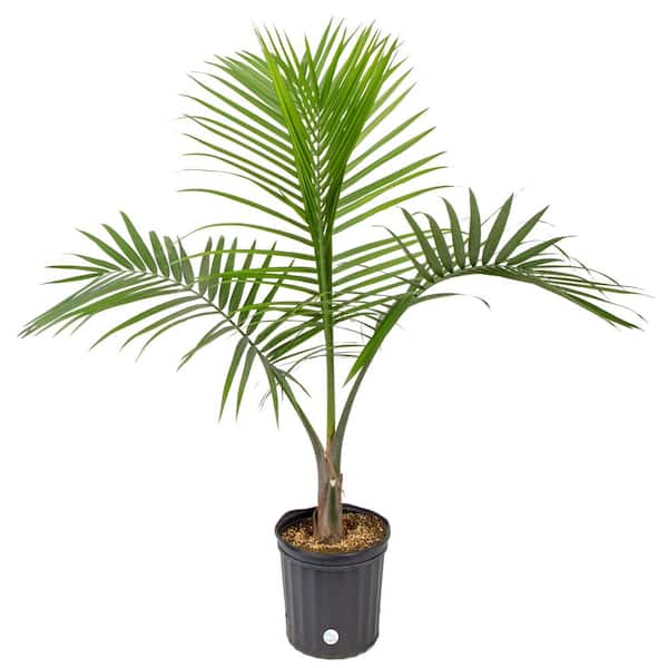 Costa Farms Majesty Indoor Palm in 9.25 in. Grower Pot, Avg. Shipping ...