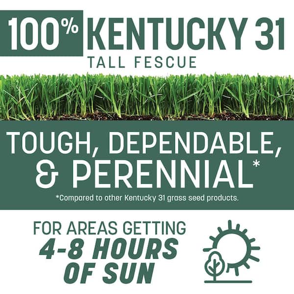 Kentucky 31 Tall Fescue 7 lb. 1,400 sq. ft. Grass Seed